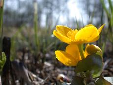 yellow flower in mud bright
