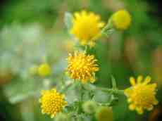 maartent flower flowers small buds yellow plant