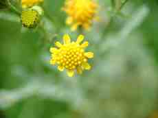 flower closeup yellow maartent