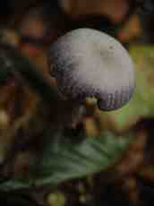 maartent toadstool mushroom forest floor autumn 
