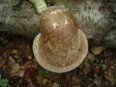 maartent toadstool mushroom forest