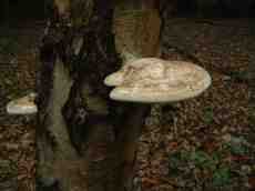 maartent toadstool mushroom forest tree