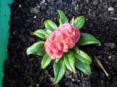 nauke flower tropical pink plant leafs 