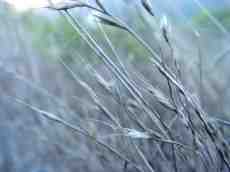 nicolaswill weed ares closeup plants