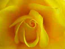 paul flower rose yellow of texas inner closeup warm romantic valentine