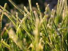 paul frozen grass frost geen spring