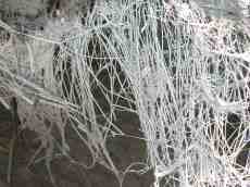 white dead plants growth