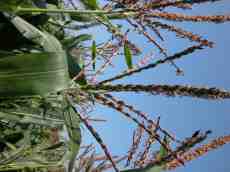 plant field wheat corn green leafs summer