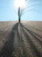 sand grass helm warm shadows
