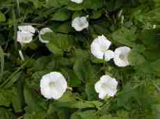 flower flowers white green plant plants