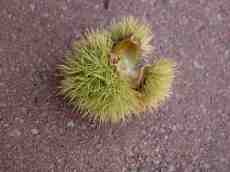 nature plants spike spikey chestnut chessnut sweet sweetchestnut