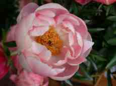 rose flower pink romantic petals paeonia