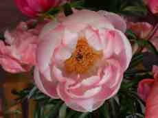 nature plants paeonia pink flower Peony