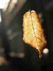 leaf brown autumn fall seethrough seethru spider nature