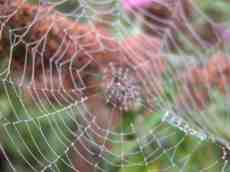 wed spiderweb spider's threads webbing dewdrops drops