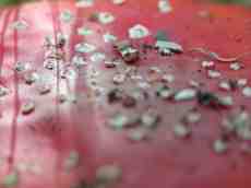 nature plants mushroom macro texture fly agaric flyagaric red