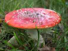 toadstool mushroom grass