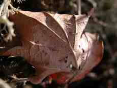plant leaf dry autumn brown veins forest floor bracken