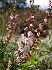 nature plants flower wild wildflower pink flowers wildflowers