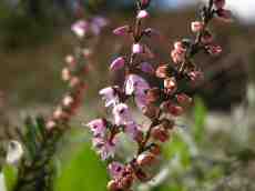 nature flower flowers heath pink