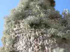 tree growth fungus white growing trunk bark