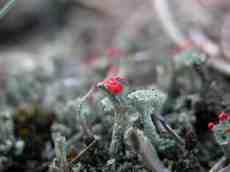 moss small macro alien landscape 