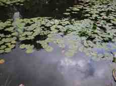 pond water cress green algi leafs