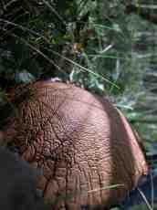 mushroom brown grass