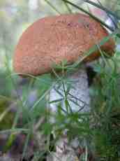 toadstool mushroom fungus brown growing forest floor