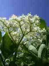 white plant petal green summer bright blue sky