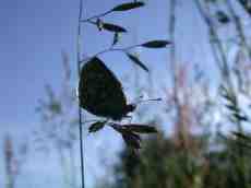 nature animals insects butterfly plants grass  weed silhouette macro