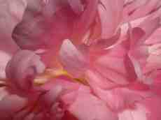 flowers leaves pedals pink soft