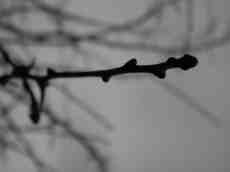 wood branch dark twig winter sticking out