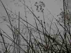 nature plants grass waterdrops water drops rain 