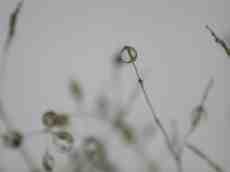 drop dew dewdrop little water morning