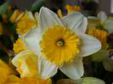 nature plants flower daffodil