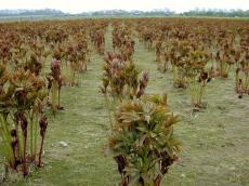 field fields flower flowers growing green leafs