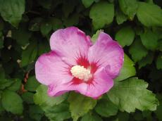 flower pink purple leaf green growing white stem