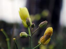 flower plant yellow green bud