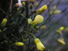 flower flowers yellow bud buds flowerbud flowerbuds