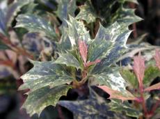 bush hulst leaf leafs green