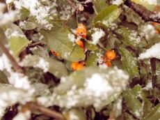 ashberrie ashberry ashberries berry berrie berries snow winter xmas x-mas x-mass xmass christmas
