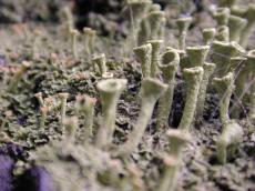 forest floor growing growth funi fungus moss