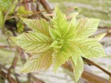 leave leaves green nerves vein veins
