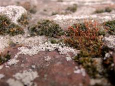 moss nature plants