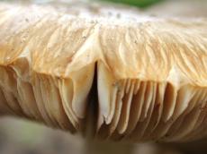 paddo mushroom toadstool spores organical