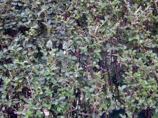 hedge leaf leaves grow growing dense plant foliage 