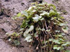 wall nature plant green grey gray hang small single