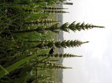 dew field grass green waterdrop plant morning sunrise