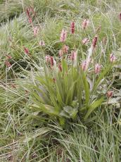 helm helms grass ground plants floor